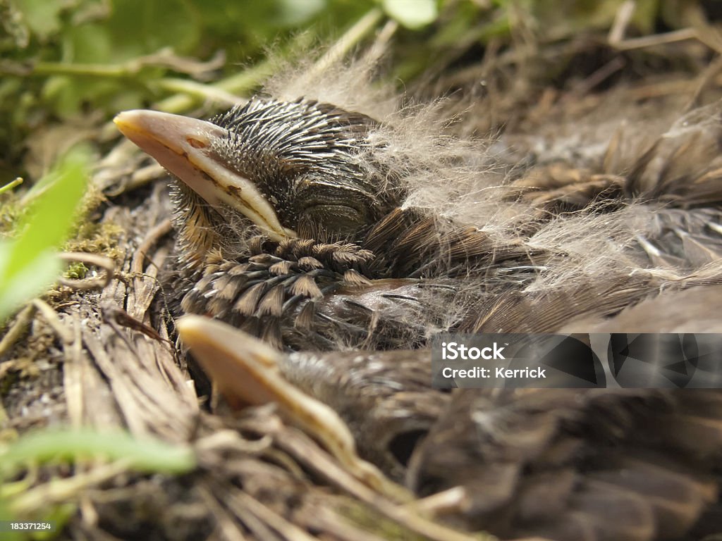 Schlafen Blackbird Babys – 10 Tage - Lizenzfrei Amsel Stock-Foto