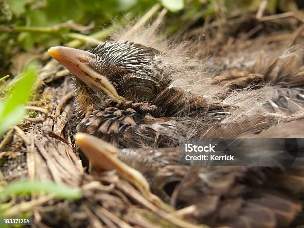 Schlafen Blackbird Babys 10 Tage Stockfoto und mehr Bilder von Amsel - Amsel, Ausbrüten, Blatt - Pflanzenbestandteile