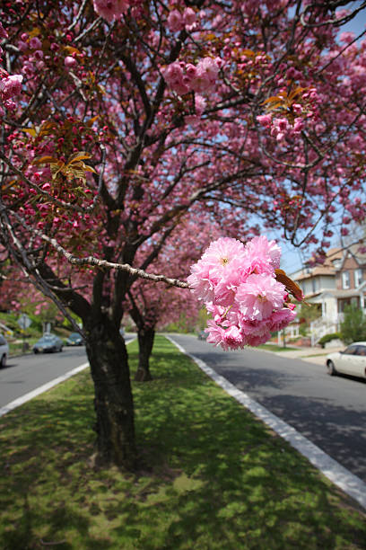 istock Street Divided By Cherry Blossoms 183371332