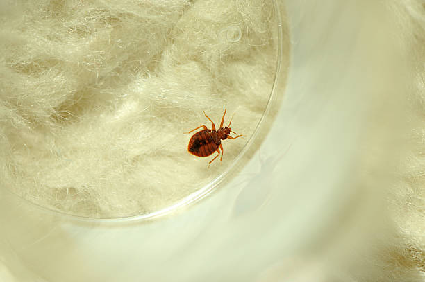bedbug bedbug on sheep fur in captivities bloodsucking photos stock pictures, royalty-free photos & images