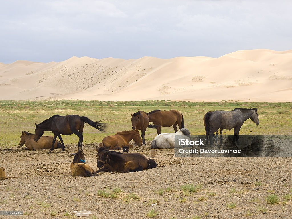 Cavalli e dune - Foto stock royalty-free di Abbondanza