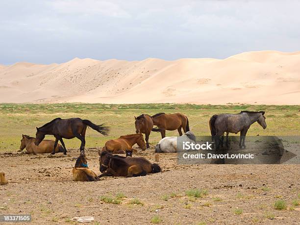 Cavalli E Dune - Fotografie stock e altre immagini di Abbondanza - Abbondanza, Ambientazione esterna, Animale