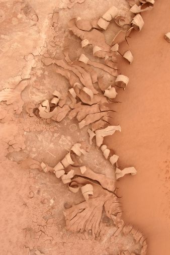 Peeling and curling mudcracks in the high desert, formed after a monsoon storm