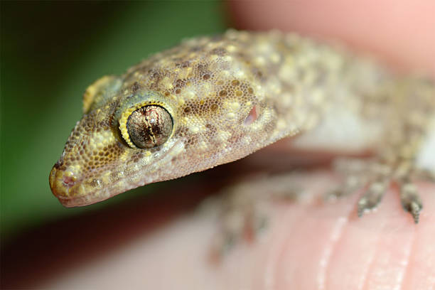 istock Mediterranean house gecko  Hemidactylus turcicus 183372016