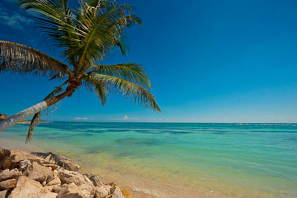 istock Caribbean palm on the rocks 183372113