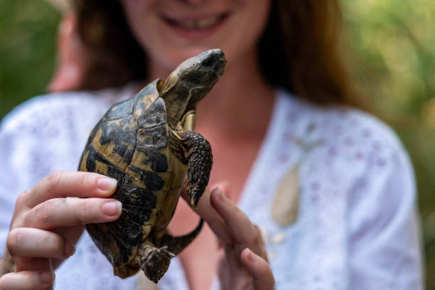 istock a woman holds a turtle in her hands on the beach 1833721391