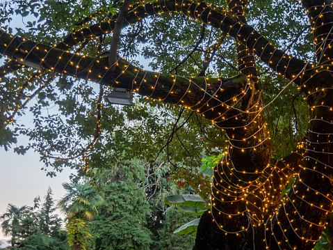 Lighting in the park. Evening park. Lighting fixture on a tree. Modern technologies. 50 watt