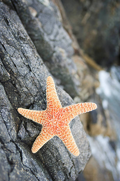 istock Starfish and rocky ocean shore 183372297
