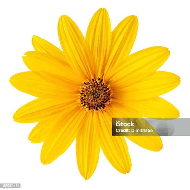 Giallo Daisy Su Sfondo Bianco Dettagliato Clipping Path - Fotografie stock e altre immagini di Giallo