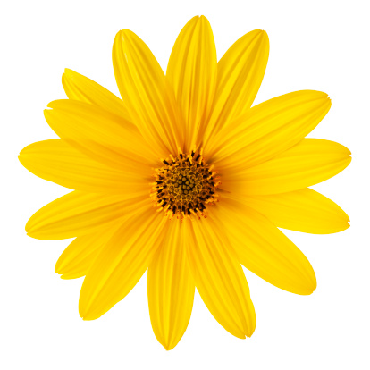 Yellow Daisy On White Background Detailed Clipping Path Include Stock Photo  - Download Image Now - iStock