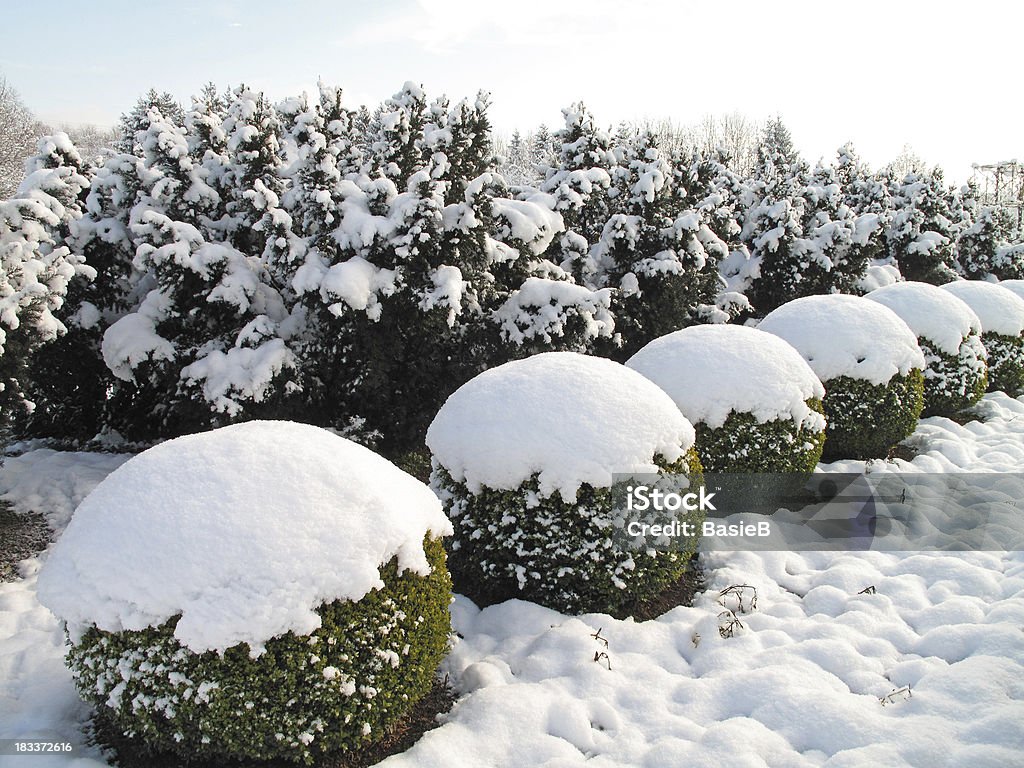 Buxus Bälle und yew Bäumen - Lizenzfrei Schnee Stock-Foto