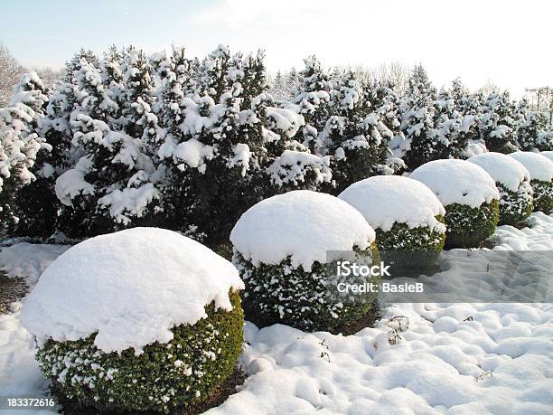Buxus Bälle Und Yew Bäumen Stockfoto und mehr Bilder von Schnee - Schnee, Hecke, Baum