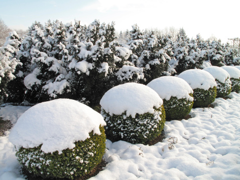 Buxus balls and yew trees covered with fresh snow.