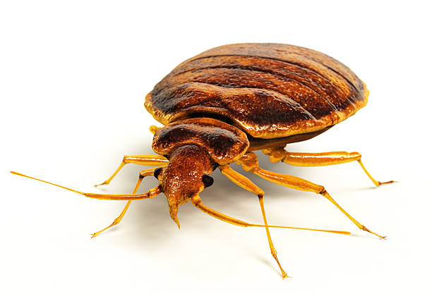 bettwanze - bedbug insect beetle temperate bedbug stock-fotos und bilder