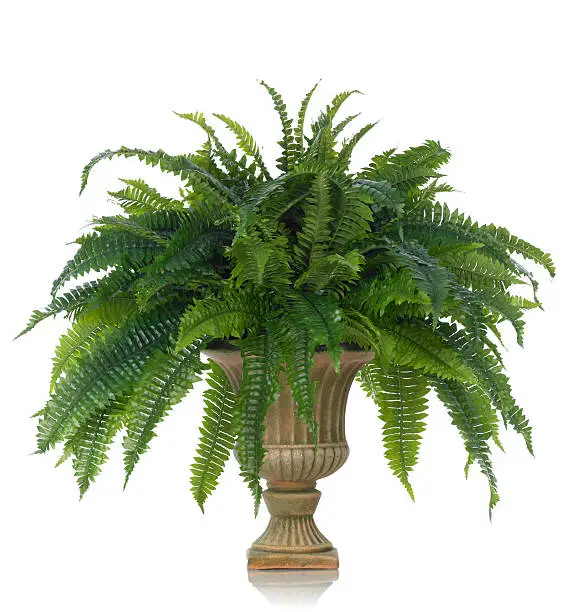 Photo of Fern in an Urn on a white background
