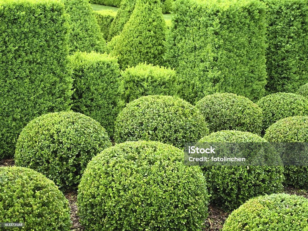 Buxus Bälle für den Verkauf - Lizenzfrei Baum Stock-Foto