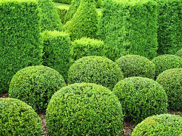 istock Buxus balls for sale 183373588