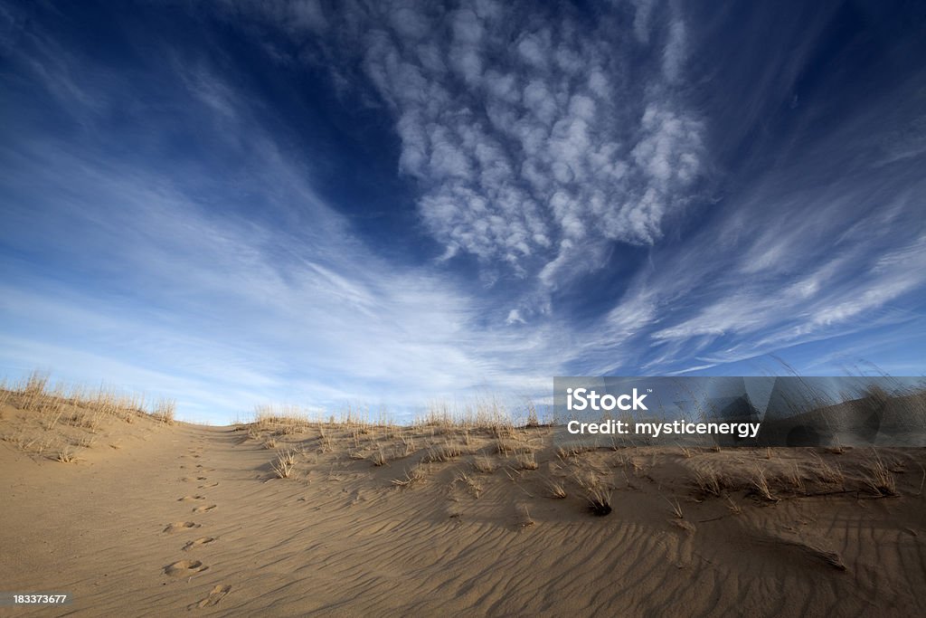 Spruce лесу Провинциальный Парк - Стоковые фото Spruce Woods Provincial Park роялти-фри