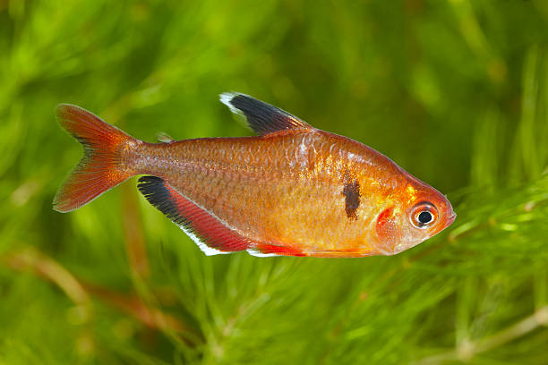 istock Hyphessobricon callistis v. minor 183373687