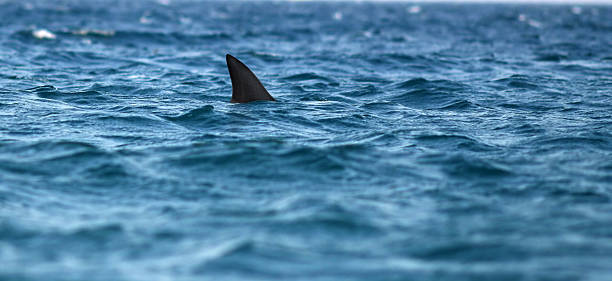 shark dorsal fin of shark in sea sharks in water stock pictures, royalty-free photos & images