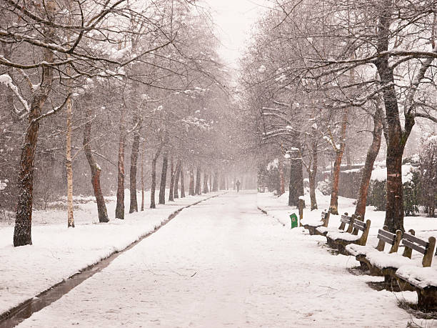 istock Avenue Of Trees In A Park In Winter 183373877