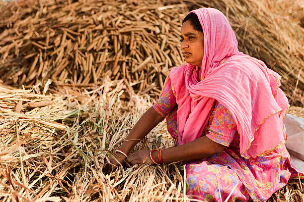 tribal rajastaní mujer recogida de grano. bishnoi village, india. - food desert day asia fotografías e imágenes de stock