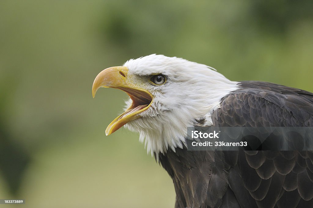 bald eagle portrait - Photo de Aigle libre de droits