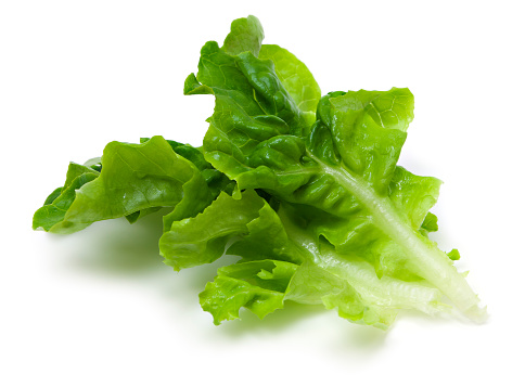 Green lettuce leaf isolated on white background