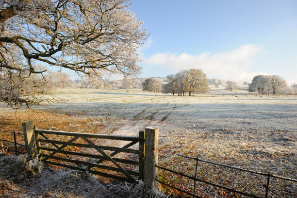 istock Sheep on a Frosty Field in the Cotswolds 183373949