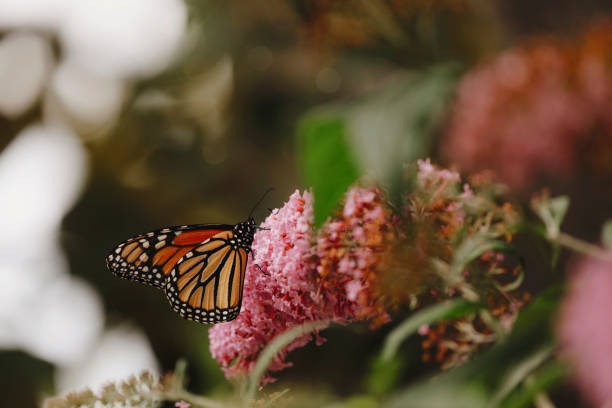 istock Monarch Butterfly on Butterfly Bush Flower 1833740004