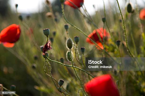 Photo libre de droit de Champ De Coquelicots Au Coucher Du Soleil banque d'images et plus d'images libres de droit de Automne - Automne, Champ, Coucher de soleil