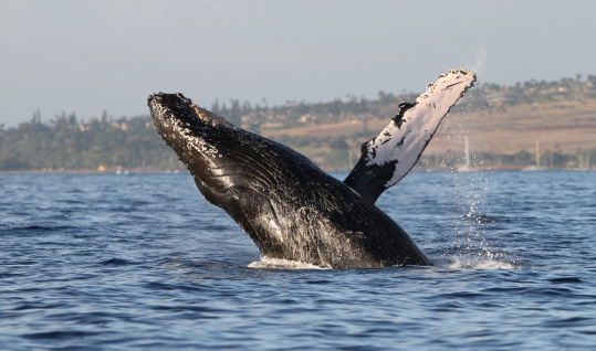 Humpback Whale Breaching.