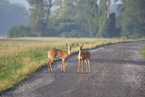 Just after dawn, these two alert and anxious young deer at Montezuma National Wildlife Refuge in western New York State listened intently while warily watching a very early morning visitor to their refuge.