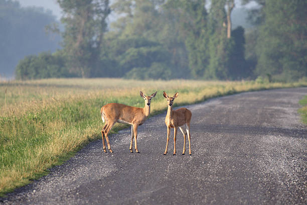 Two Alert Deer in Montezuma National Wildlife Refuge at Dawn stock photo