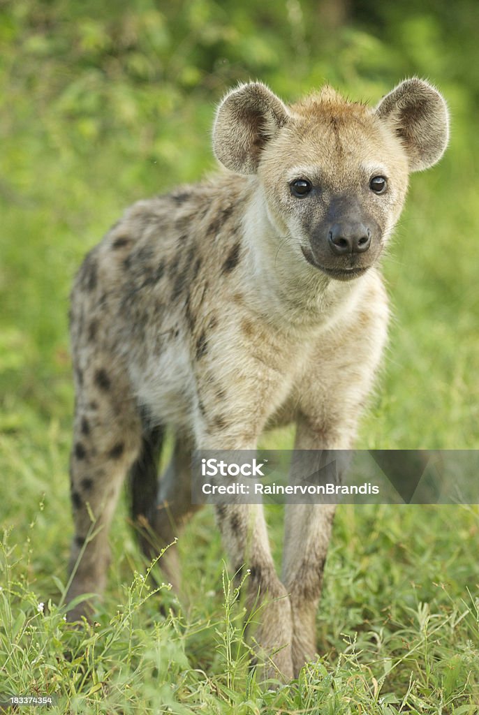 spotted hyaena young spotted hyaena on a green background Hyena Stock Photo