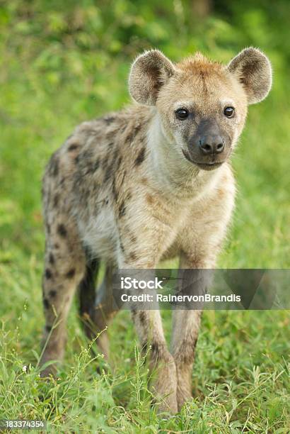 Spotted Hyaena Stock Photo - Download Image Now - Hyena, Front View, Africa