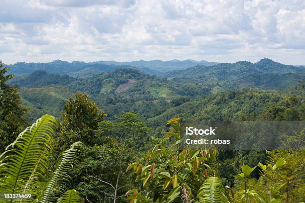 View Over Jungle In Borneo Malaysia Stock Photo - Download Image Now - Island of Borneo, Forest, Tropical Rainforest