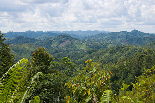 вид на джунгли на борнео, малайзия - island of borneo стоковые фото и изображения
