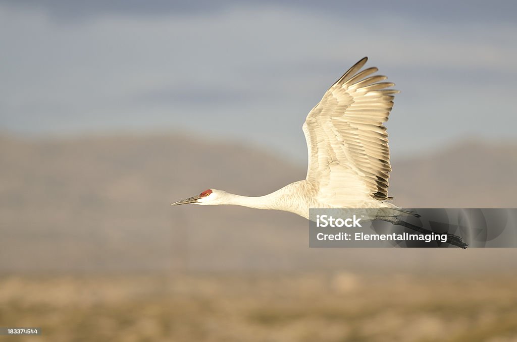 Grou-americano (Grus Canadensis) em Voo - Royalty-free Amanhecer Foto de stock