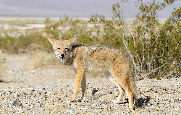 istock Coyote in the wild 183374652