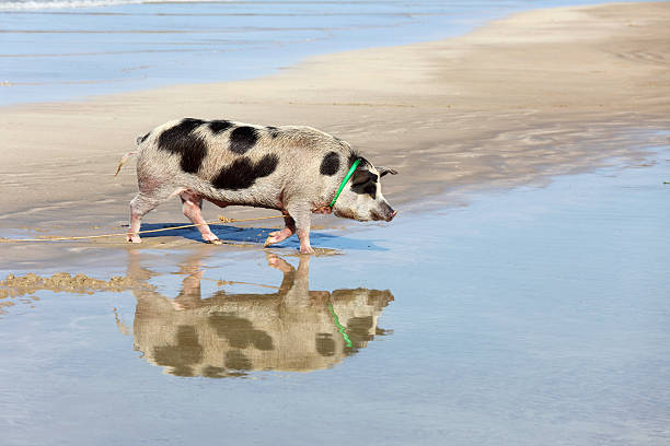 black and white pig at the beach with reflection