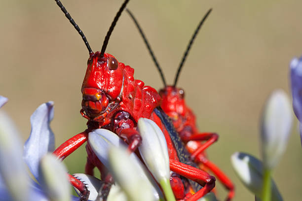 dwa czerwone locusts na kwiat - locust two animals insect pest zdjęcia i obrazy z banku zdjęć