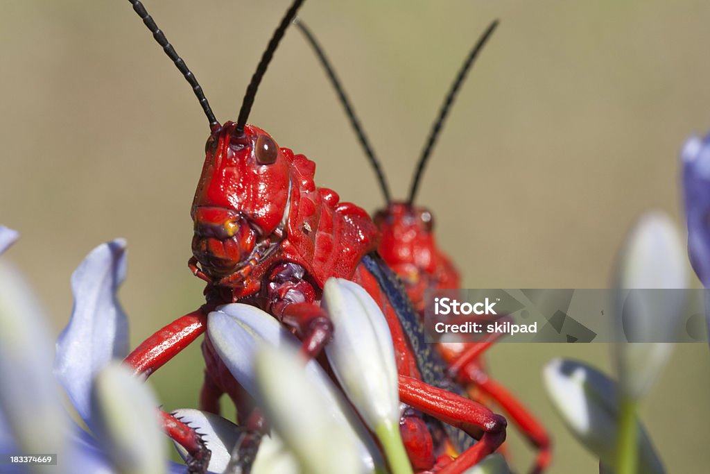 Dois red locusts on uma flor - Royalty-free Animal Foto de stock