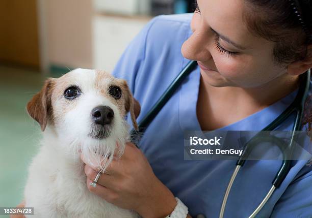 Jack Russell Comforted By Veterinarian In Animal Hospital Stock Photo - Download Image Now