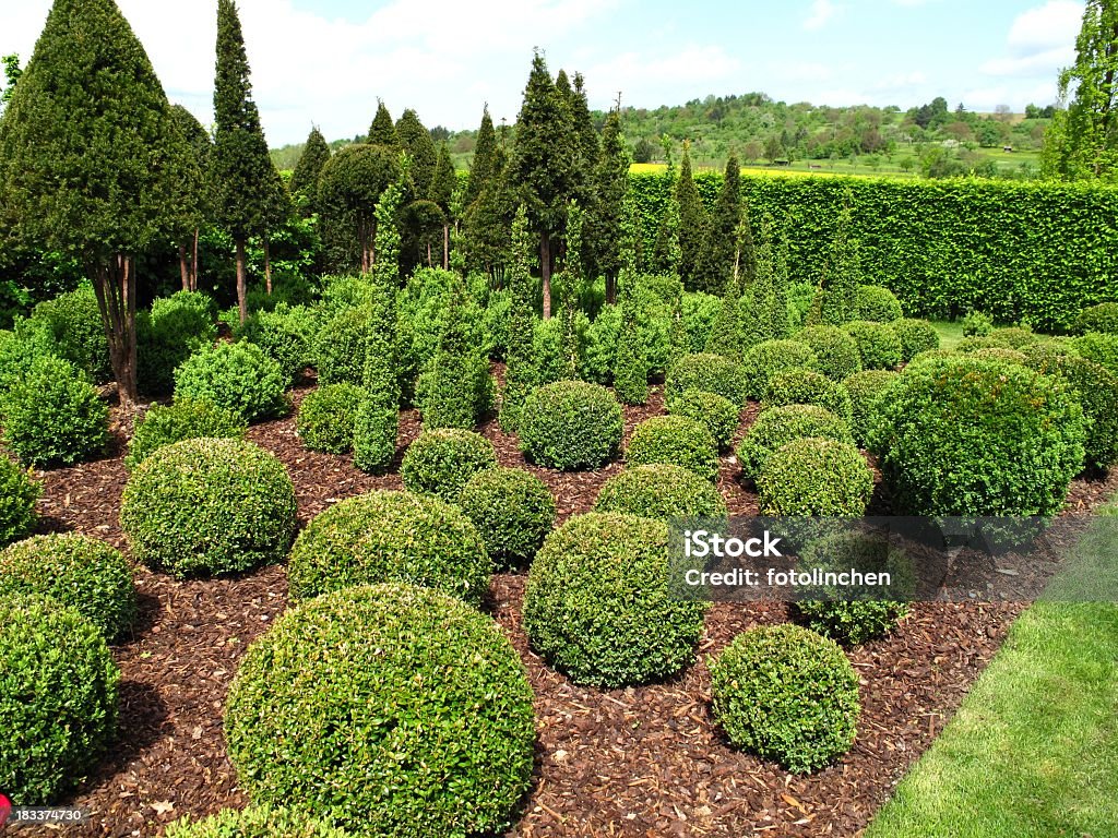 Buxus Bälle für den Verkauf - Lizenzfrei Buchsbaum Stock-Foto