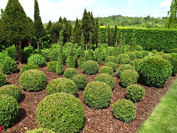 istock Buxus balls for sale 183374730