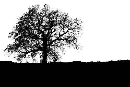 Silhouette con albero spoglio  in bianco e nero
