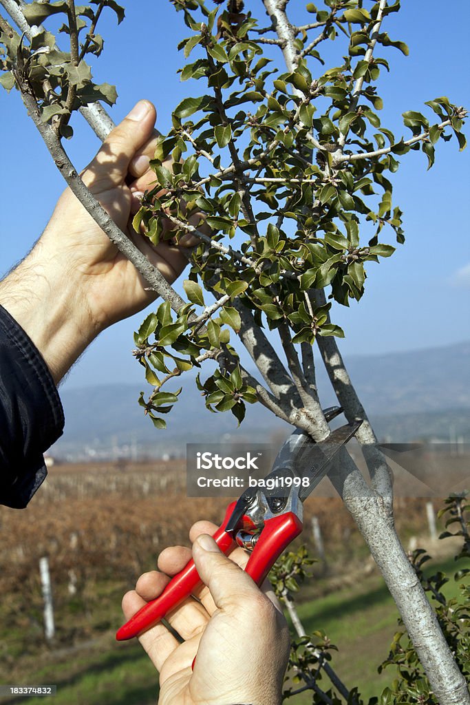 Wineyard Blick - Lizenzfrei Agrarbetrieb Stock-Foto