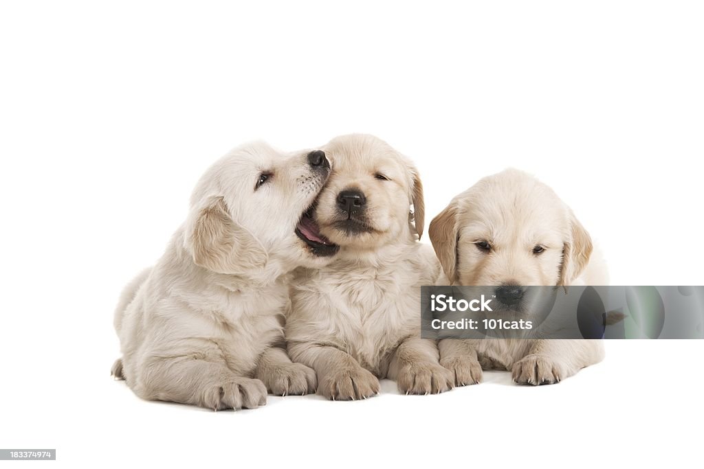 Pequena dentada - Royalty-free Cachorrinho Foto de stock