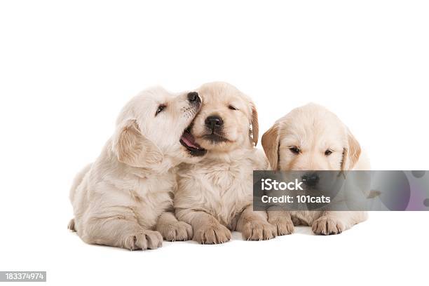 Foto de Pequeno Petisco e mais fotos de stock de Filhote de cachorro - Filhote de cachorro, Fundo Branco, Labrador Dourado - Cão de Busca